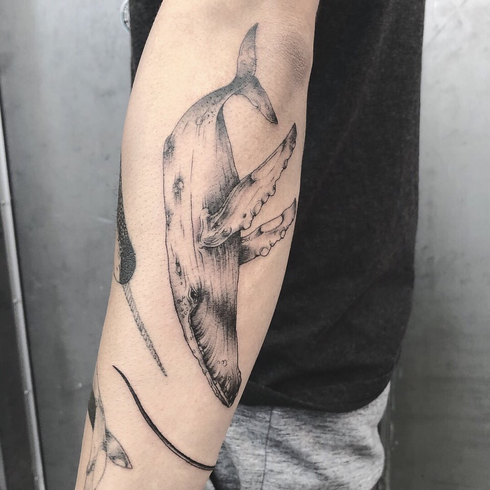 齐先生小臂黑灰鲨鱼纹身图案